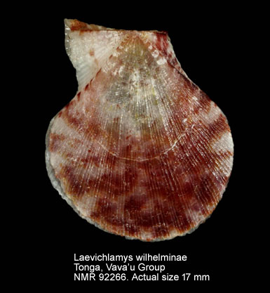 Laevichlamys wilhelminae.jpg - Laevichlamys wilhelminae (Bavay,1904)